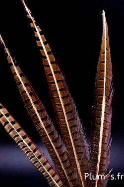 Feldfasan mit feinem goldenen Strahl - 35-45 cm - natur